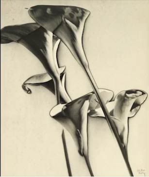 Man Ray's Calla Lilies - Sotheby's