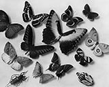 Papillons et scarabes