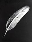 Rayography feather