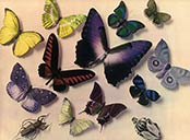 Papillons et scarabes